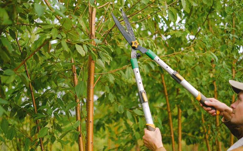 Tree trimming in Milpitas, CA
